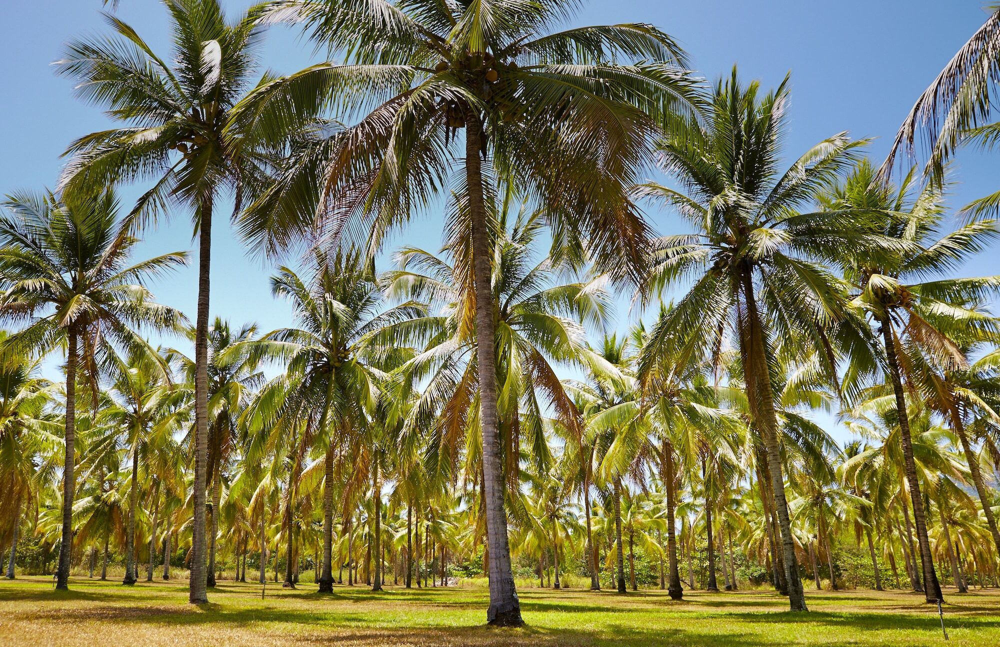 Thala Beach Nature Reserve Port Douglas Kültér fotó